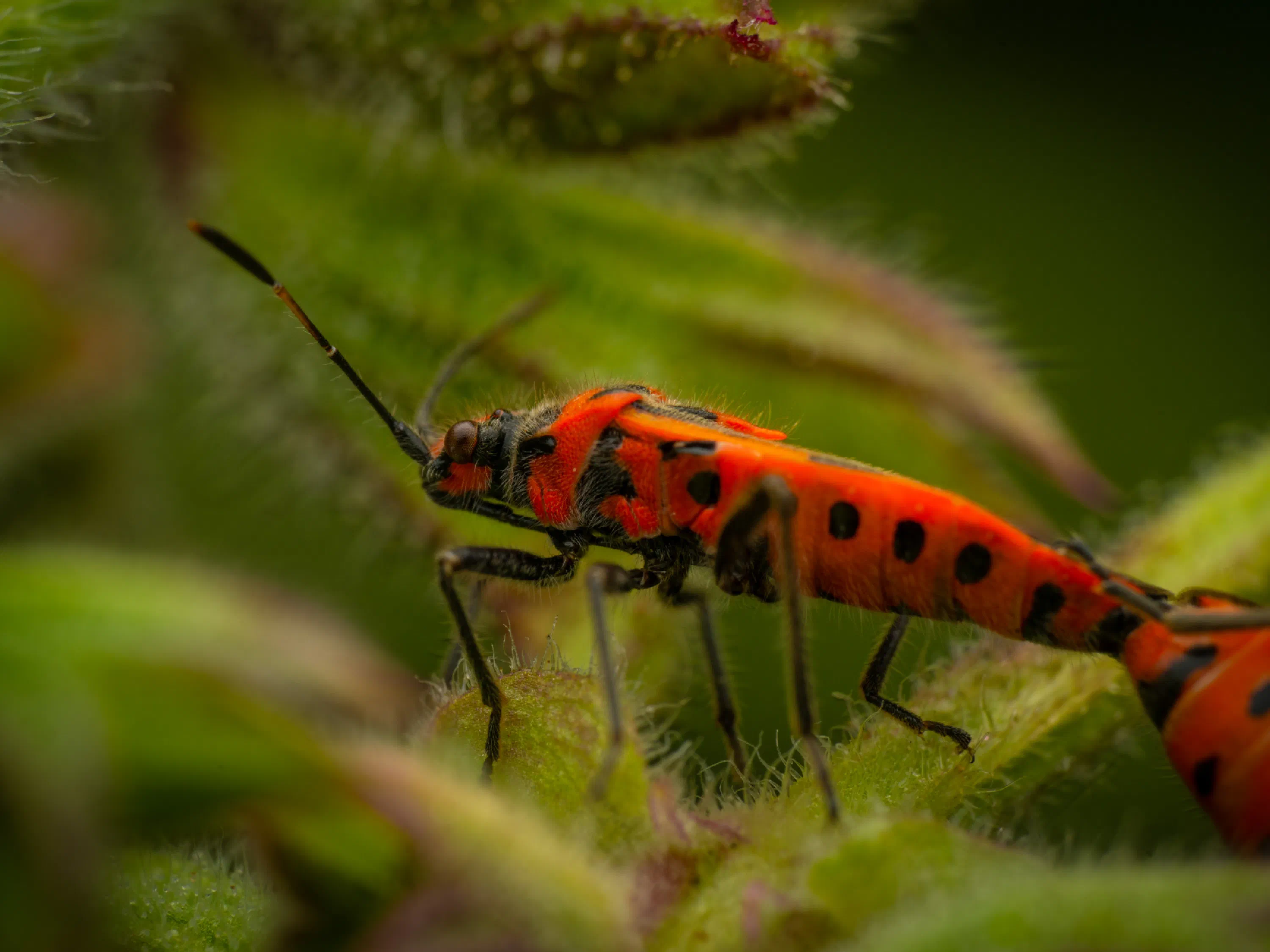 European Firebug