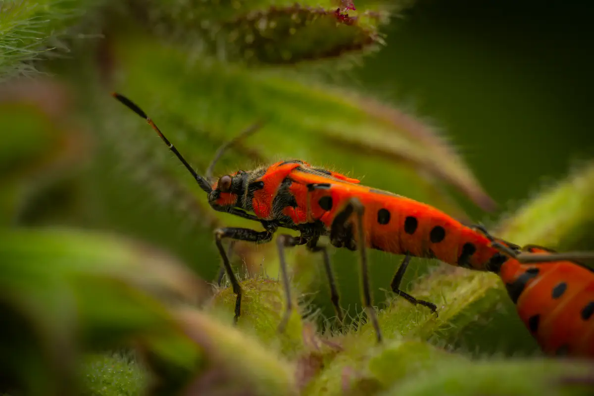 European Firebug – No. 6