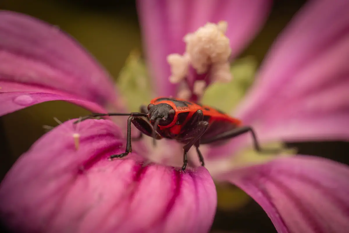 European Firebug