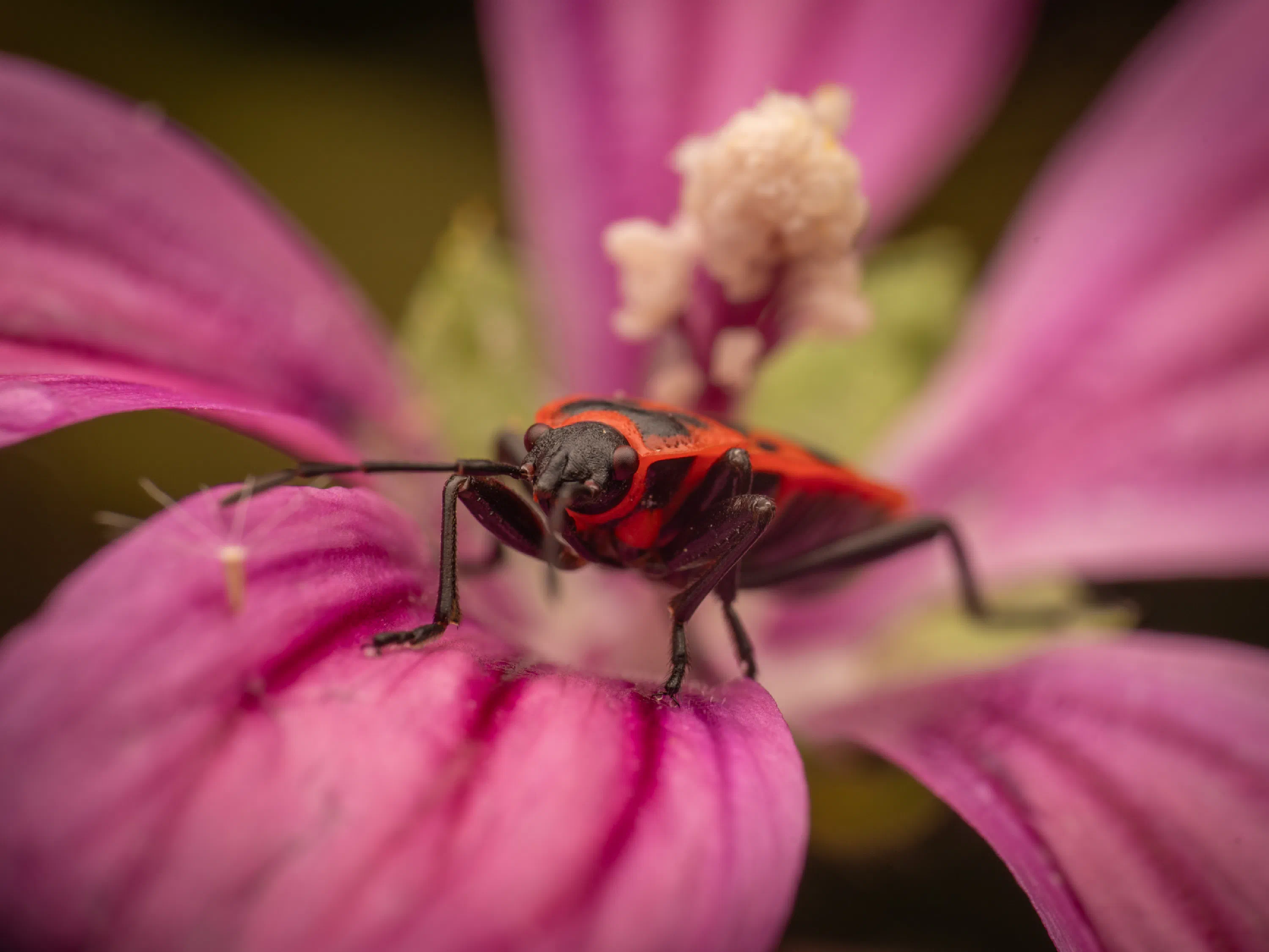 European Firebug