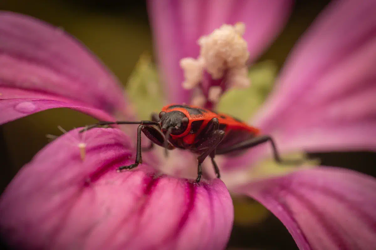Chinche de la Malva Arbórea