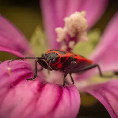 European Firebug