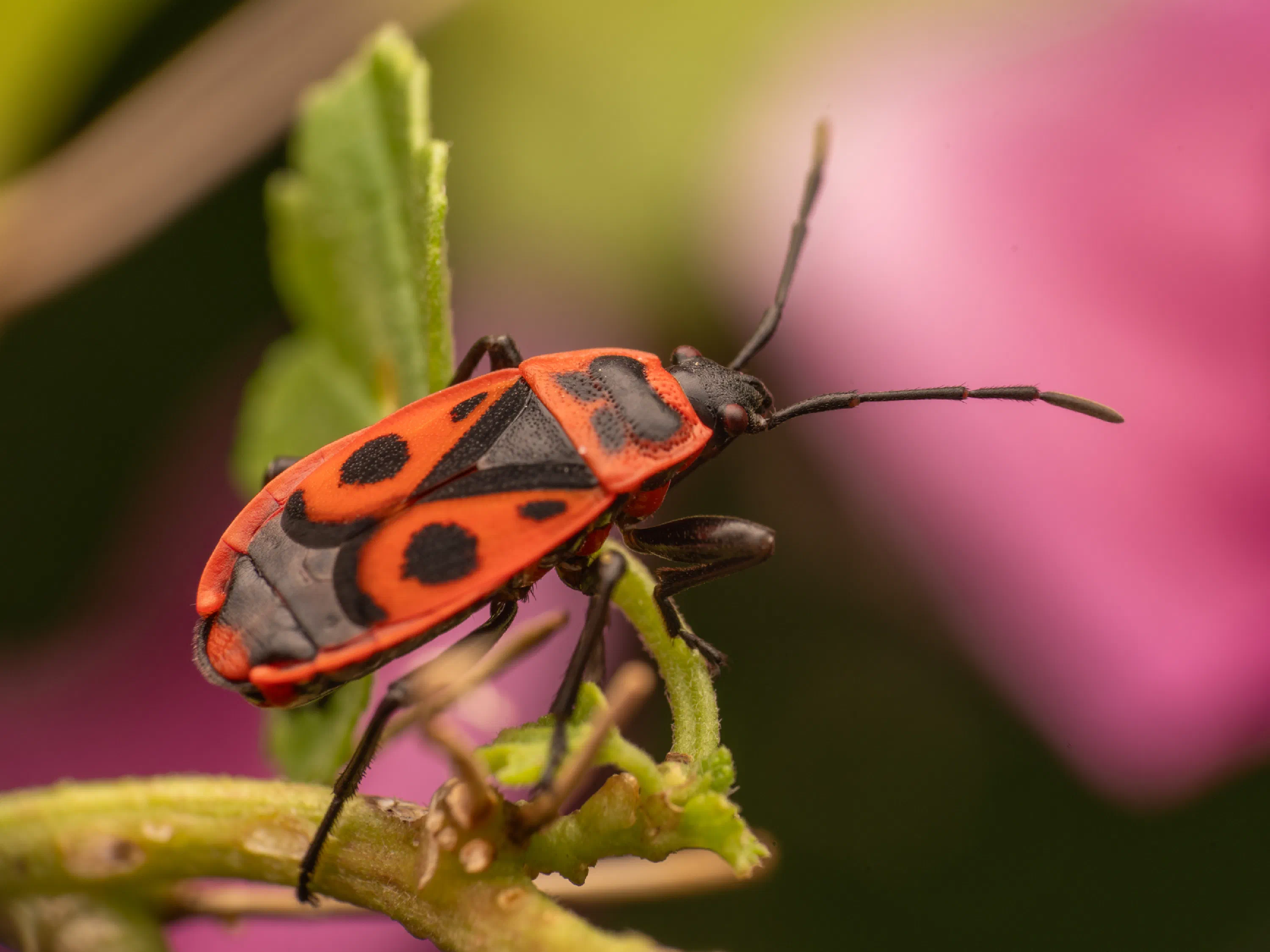 European Firebug