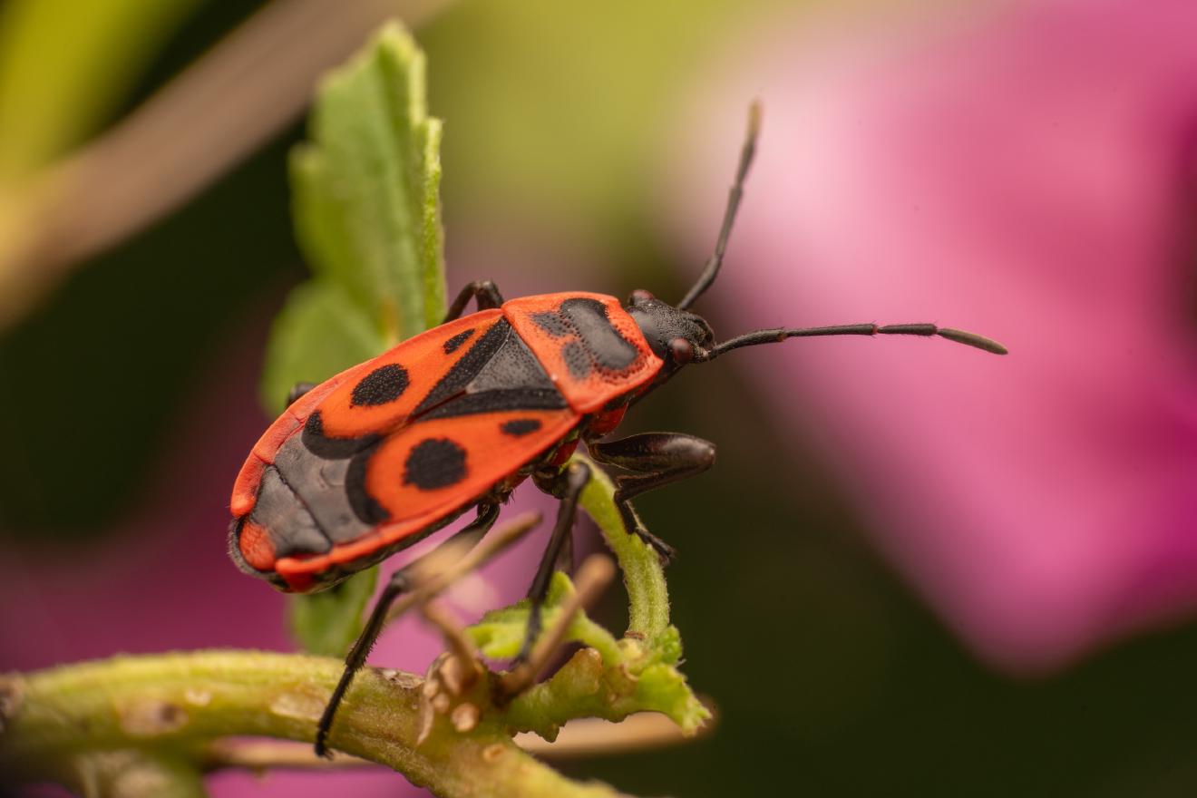 European Firebug – No. 8