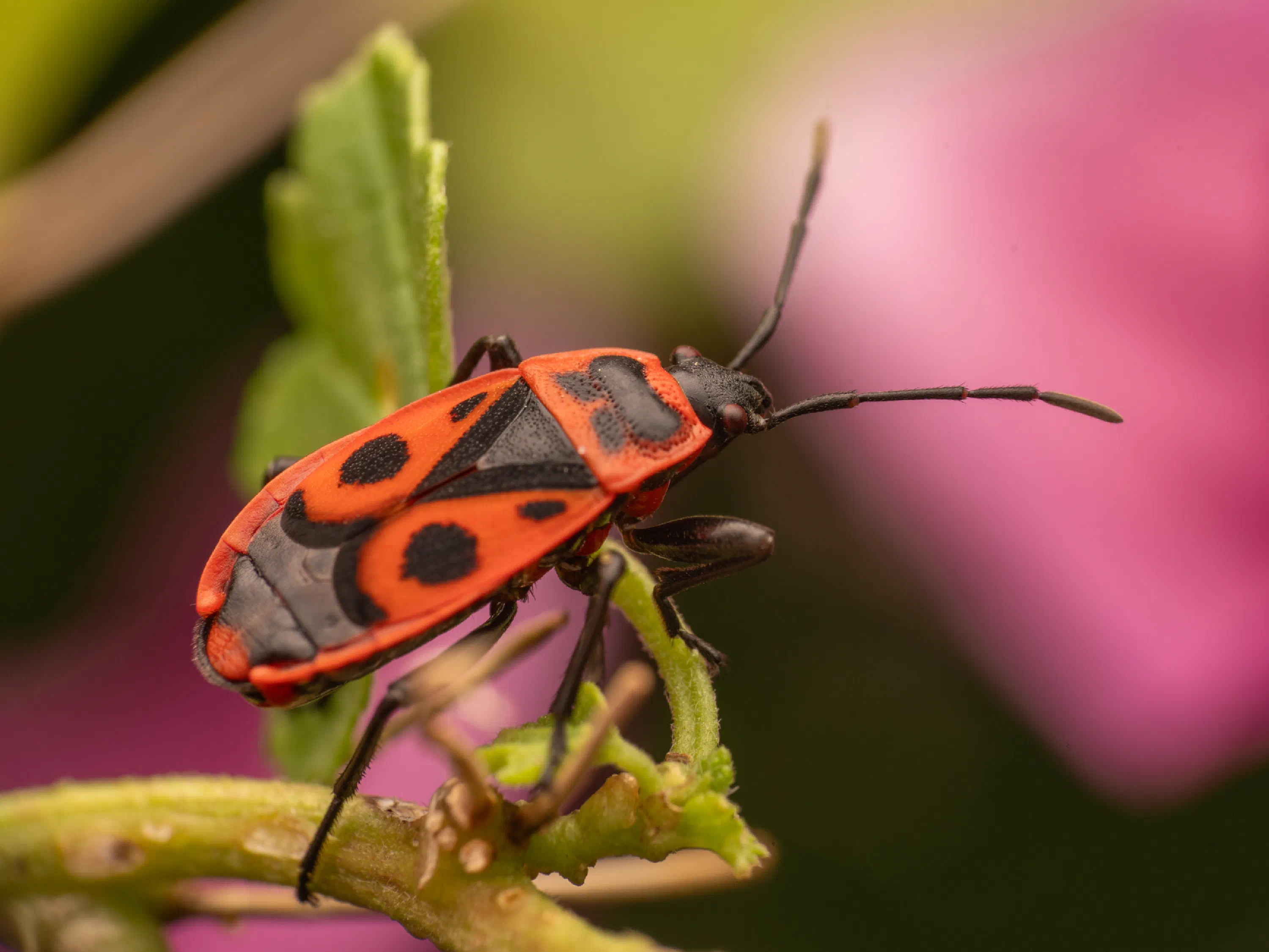 European Firebug