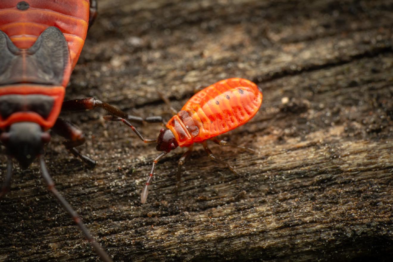 European Firebug – No. 9