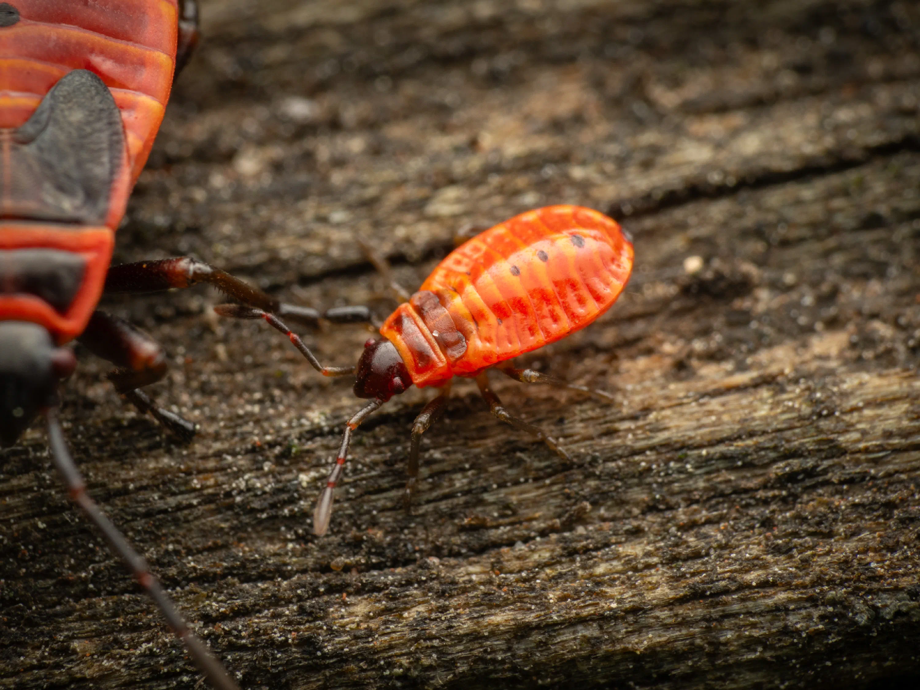 European Firebug