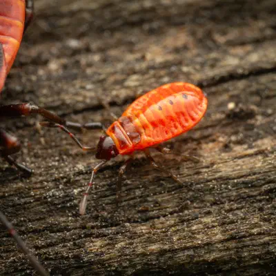 European Firebug