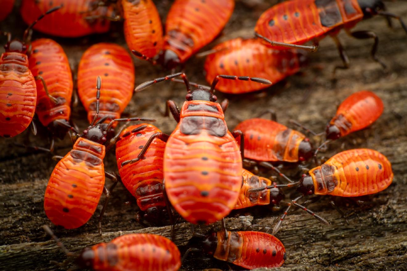 European Firebug – No. 10