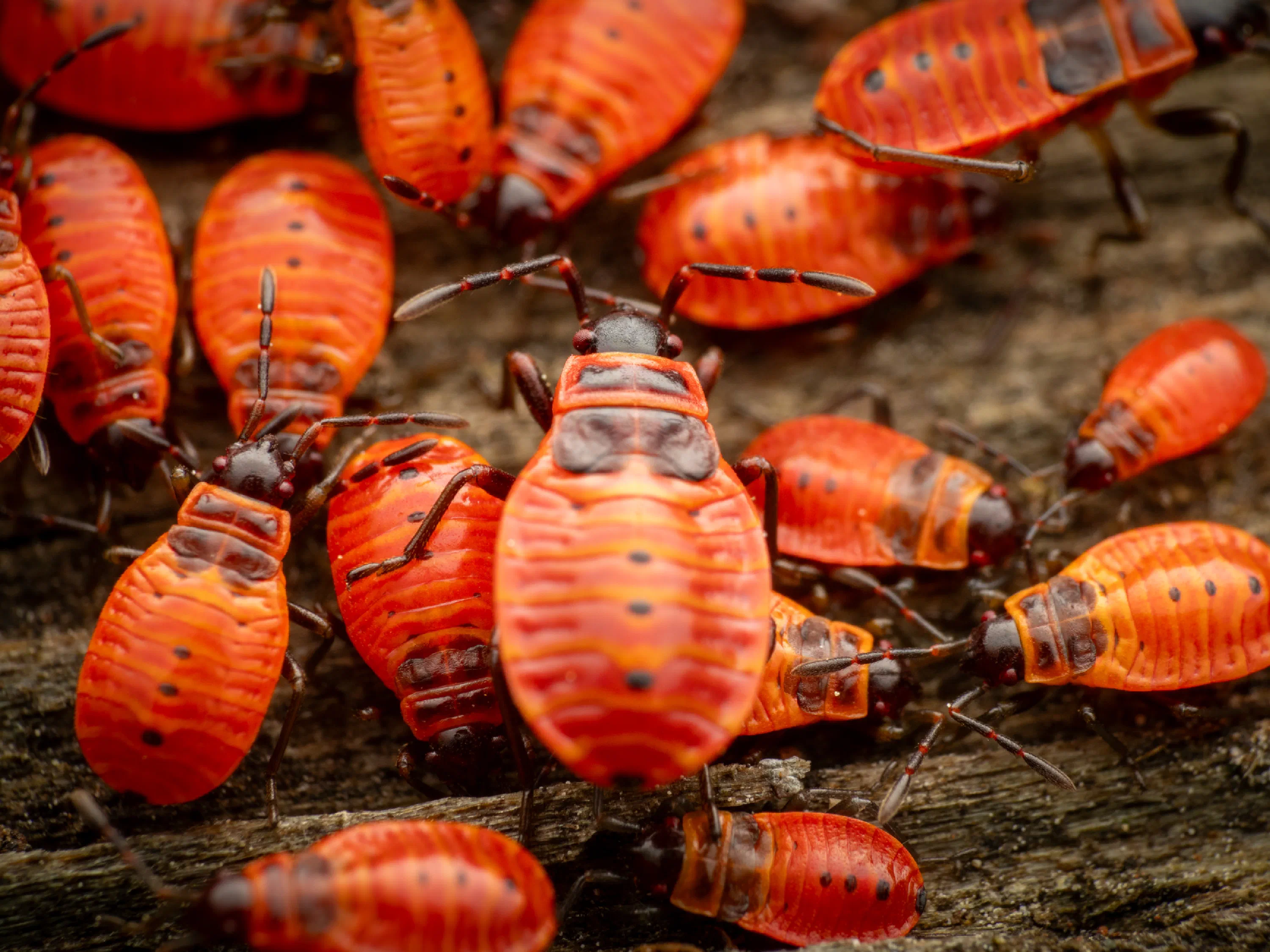 European Firebug