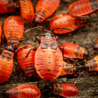 European Firebug
