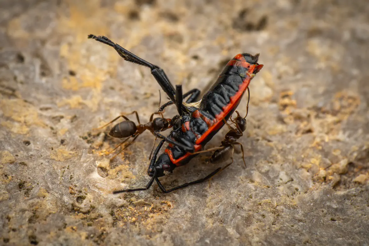 European Firebug – No. 11