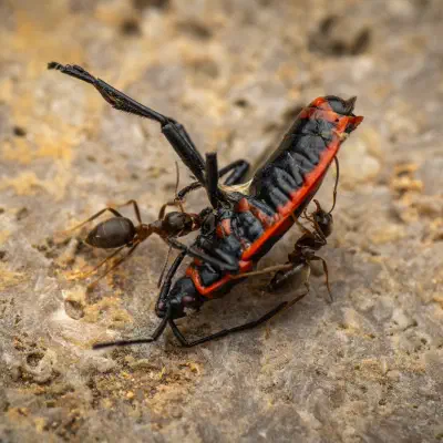 European Firebug
