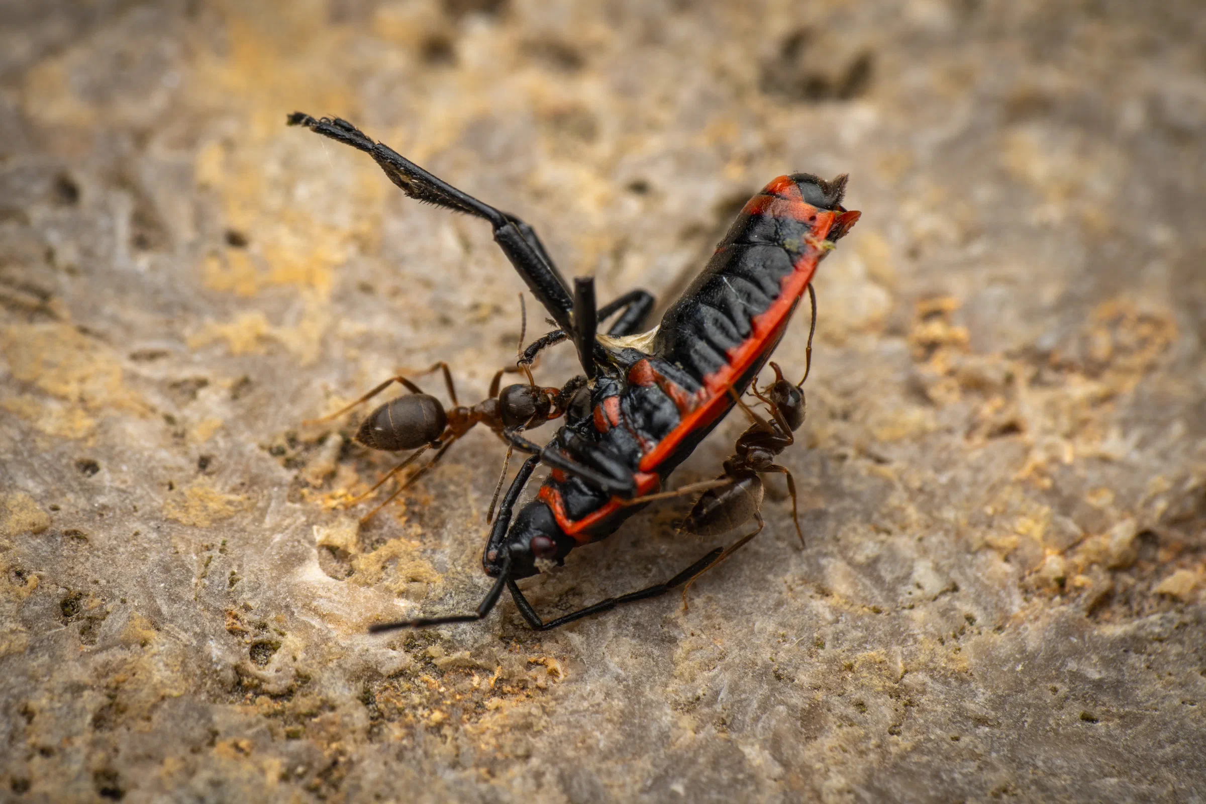European Firebug