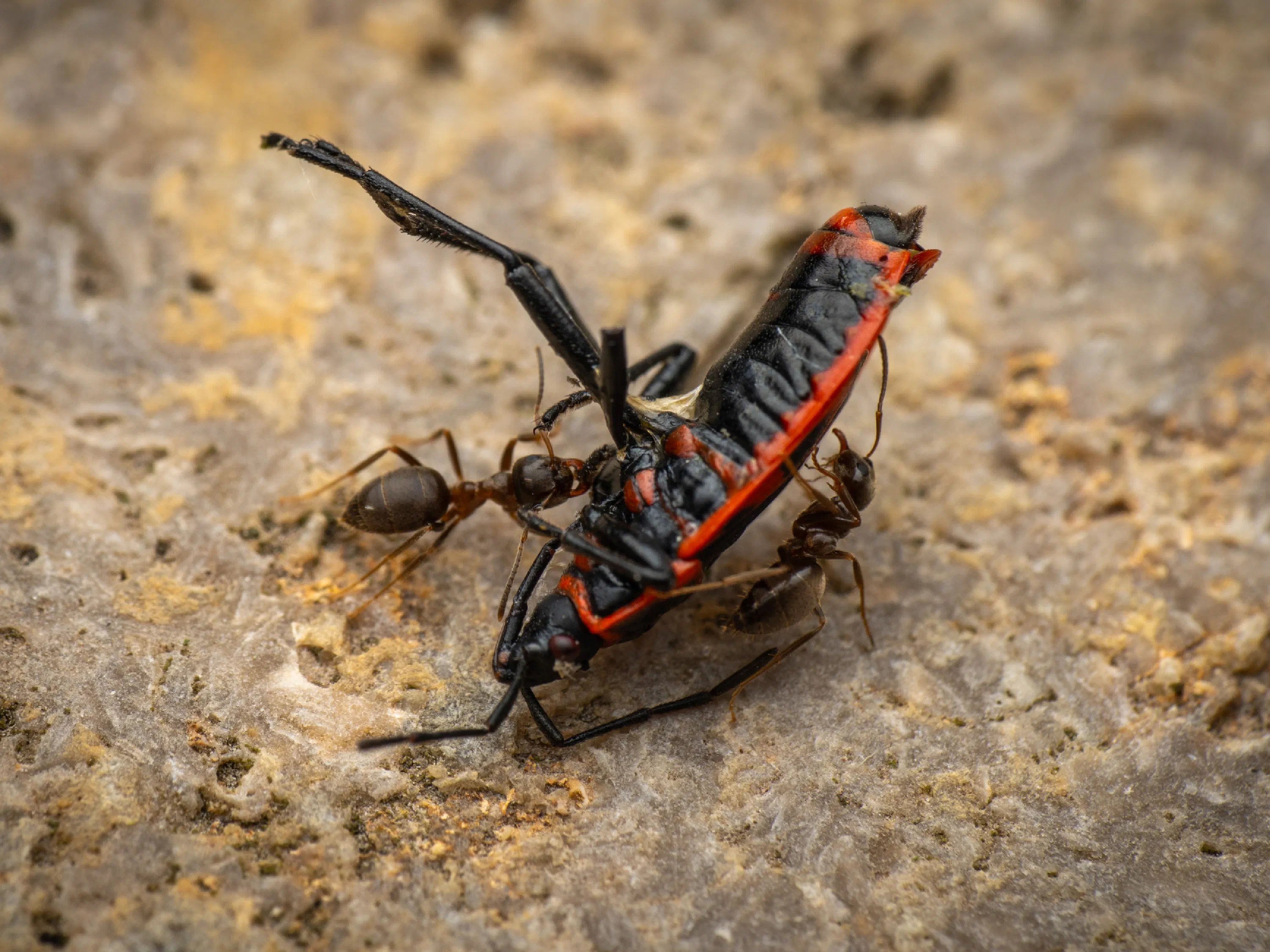 European Firebug