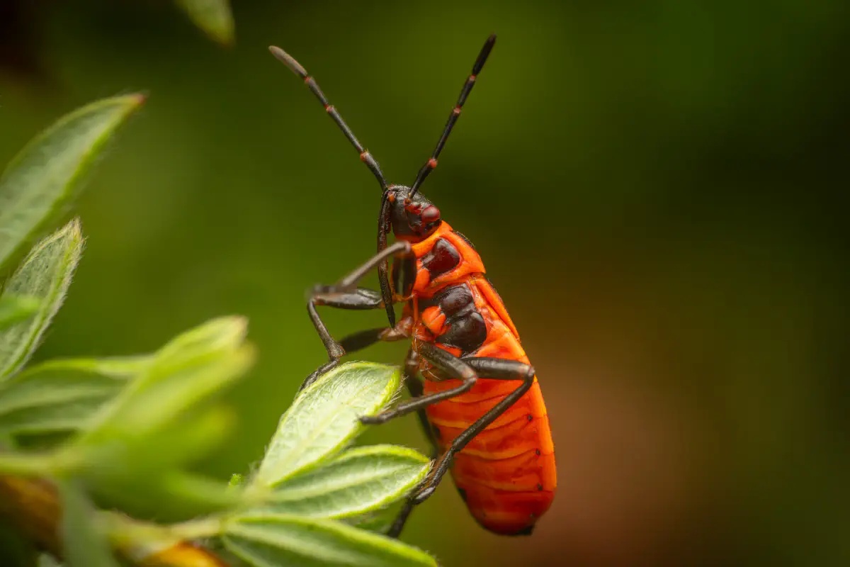 European Firebug – No. 12