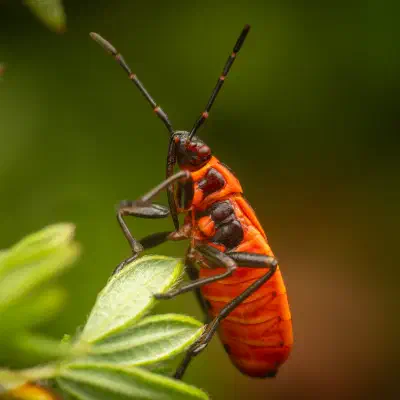 European Firebug