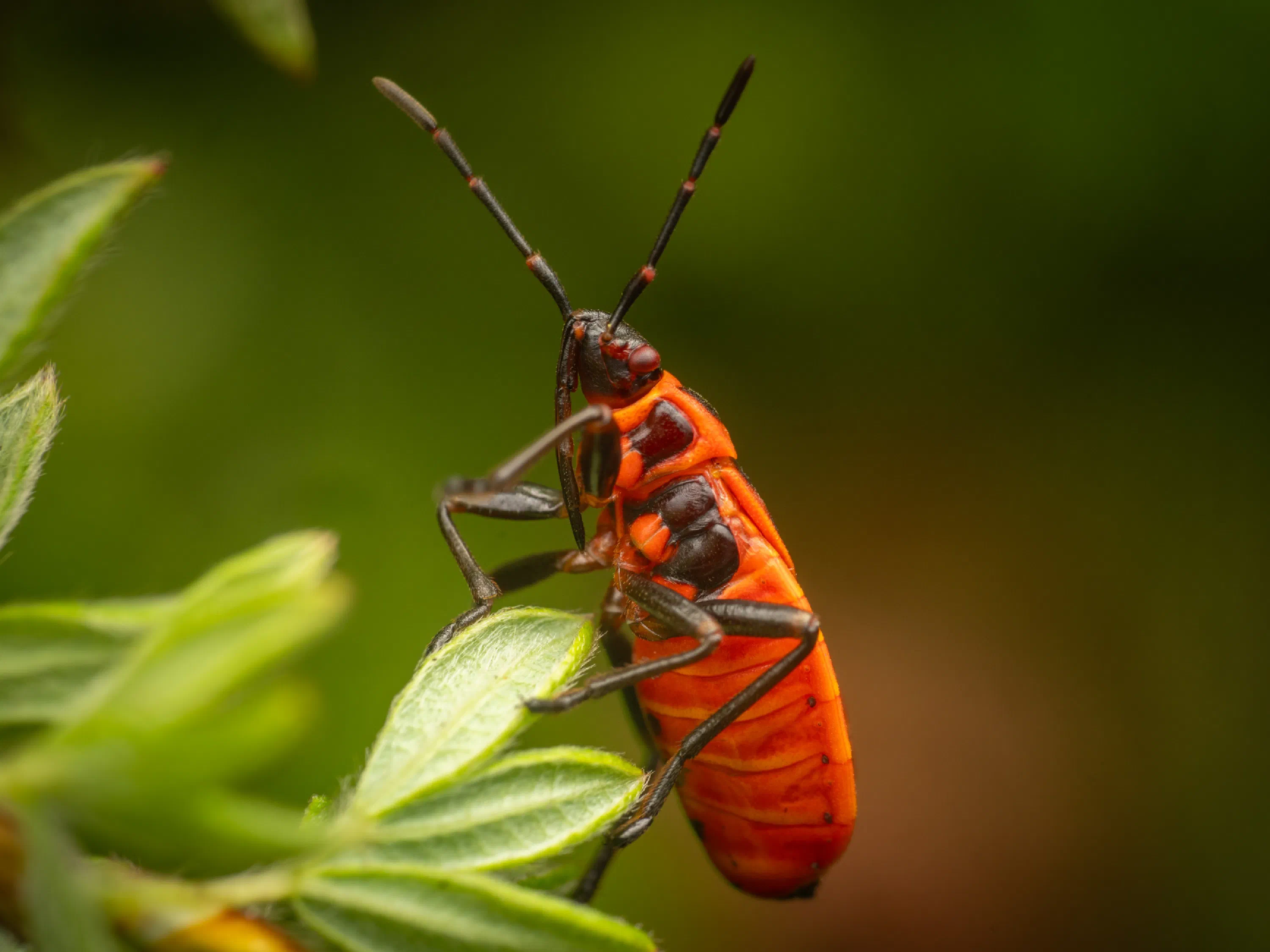 European Firebug