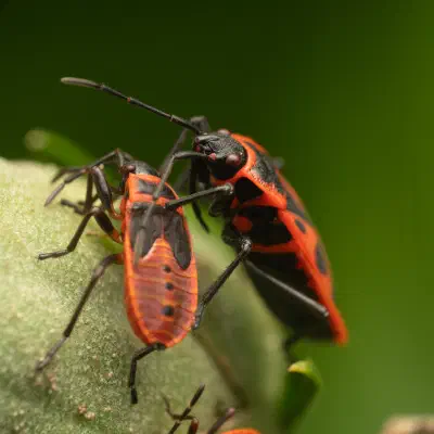European Firebug
