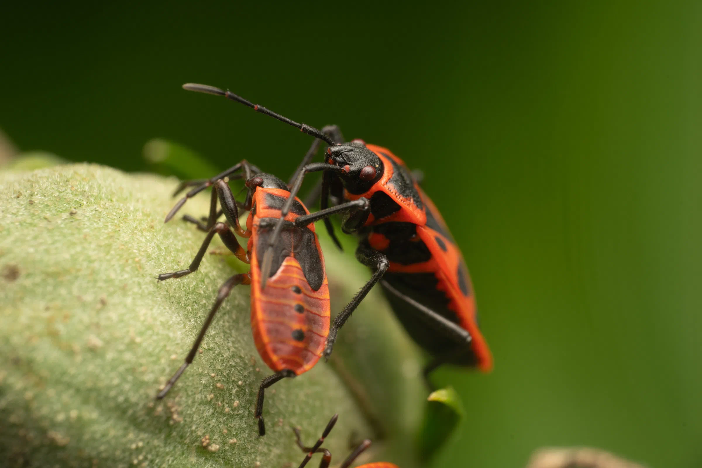 European Firebug