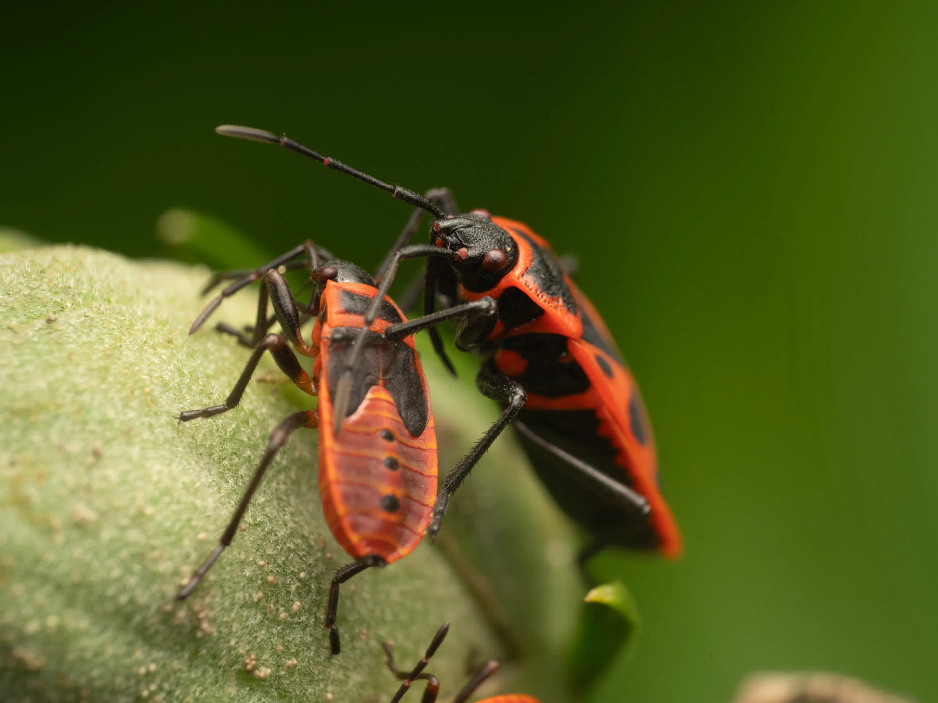 European Firebug