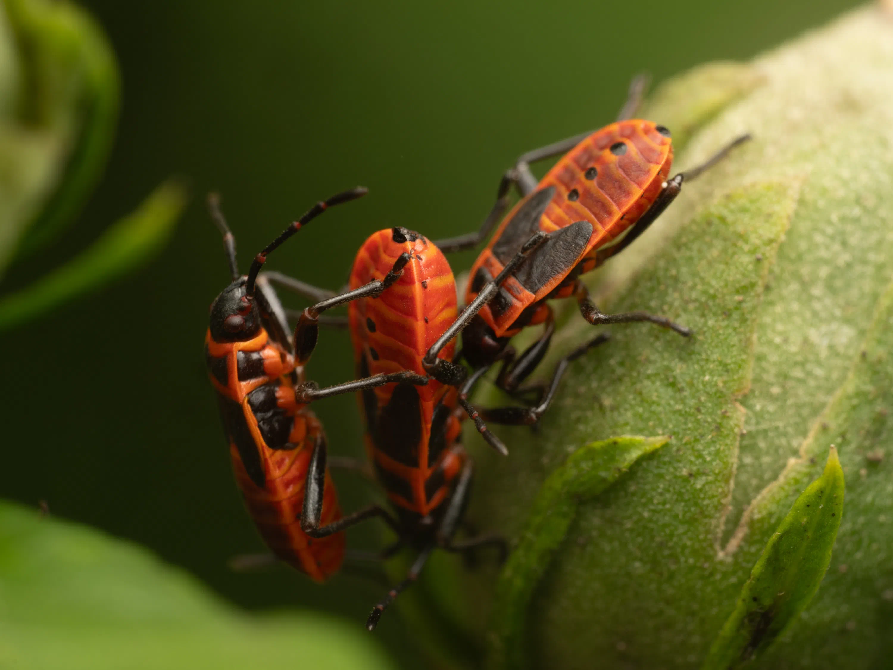 European Firebug