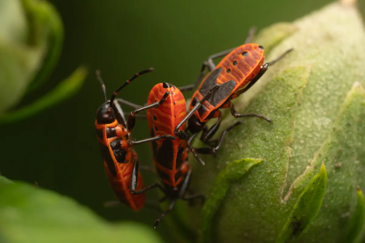 European Firebug – No. 14