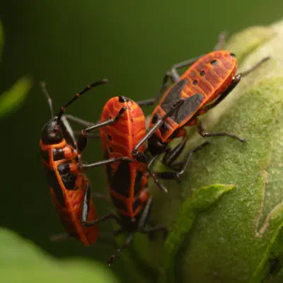 European Firebug