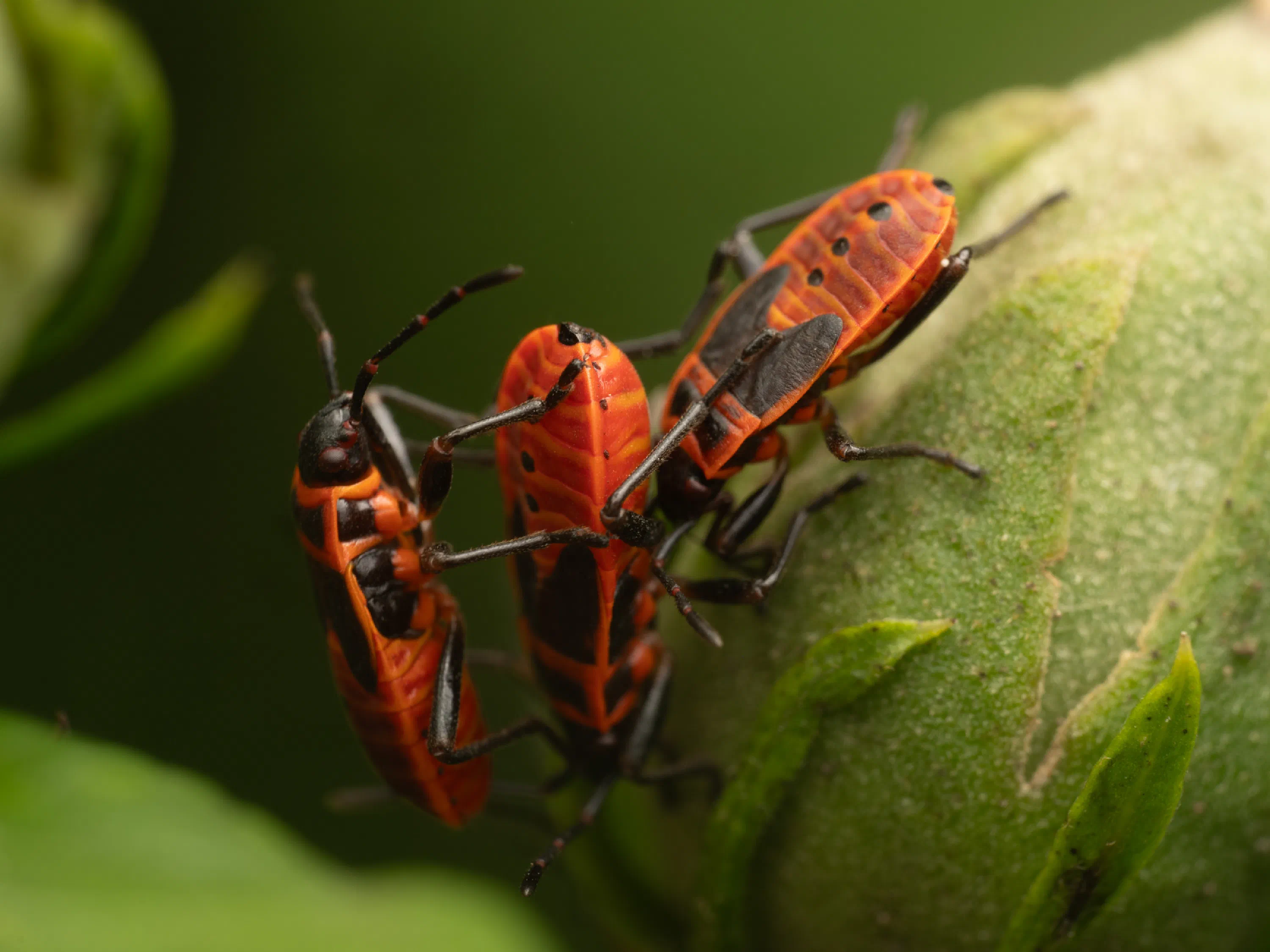 European Firebug