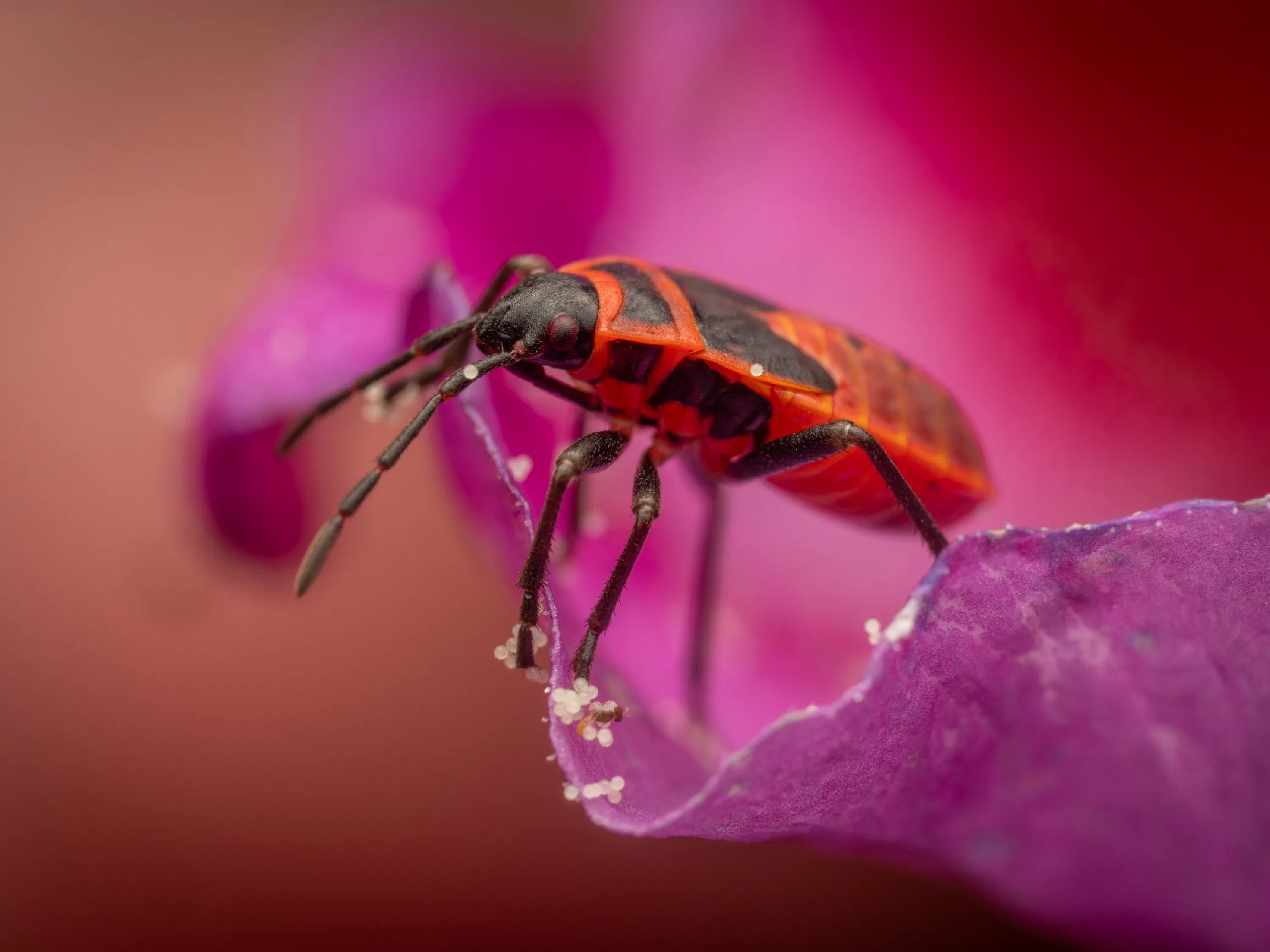 European Firebug