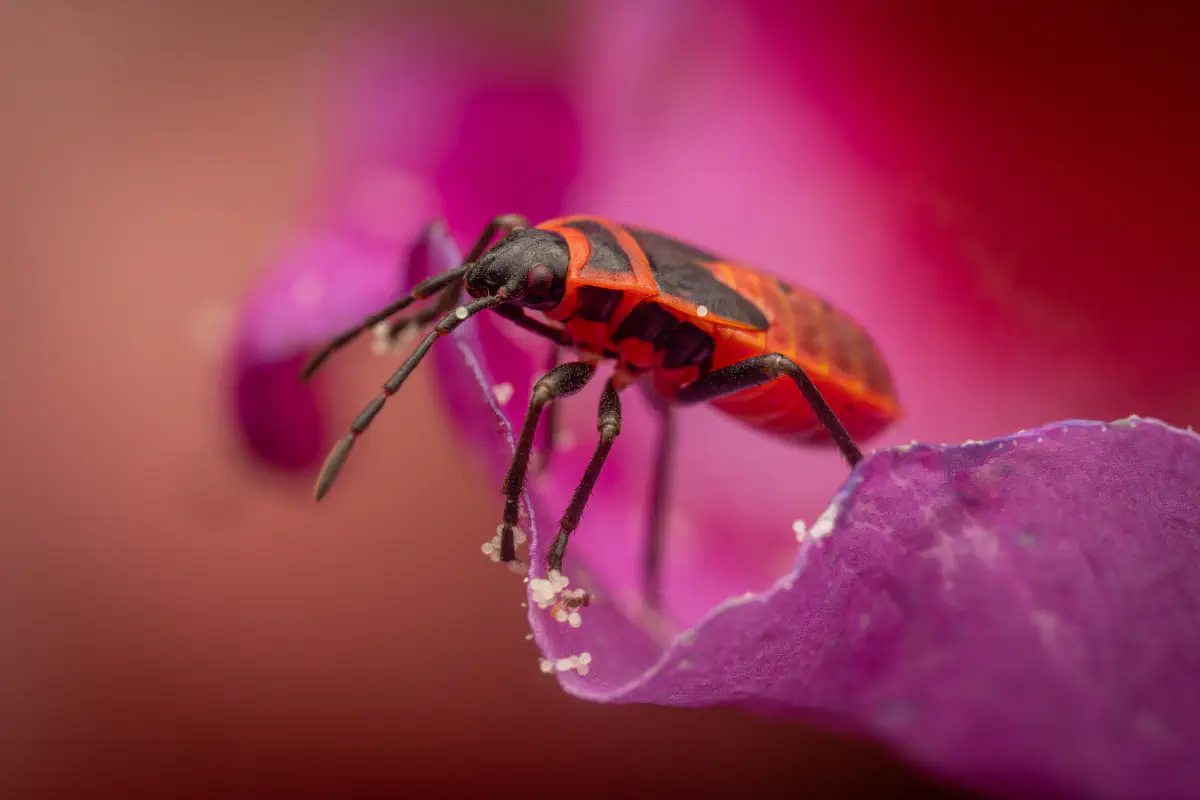 European Firebug – No. 15