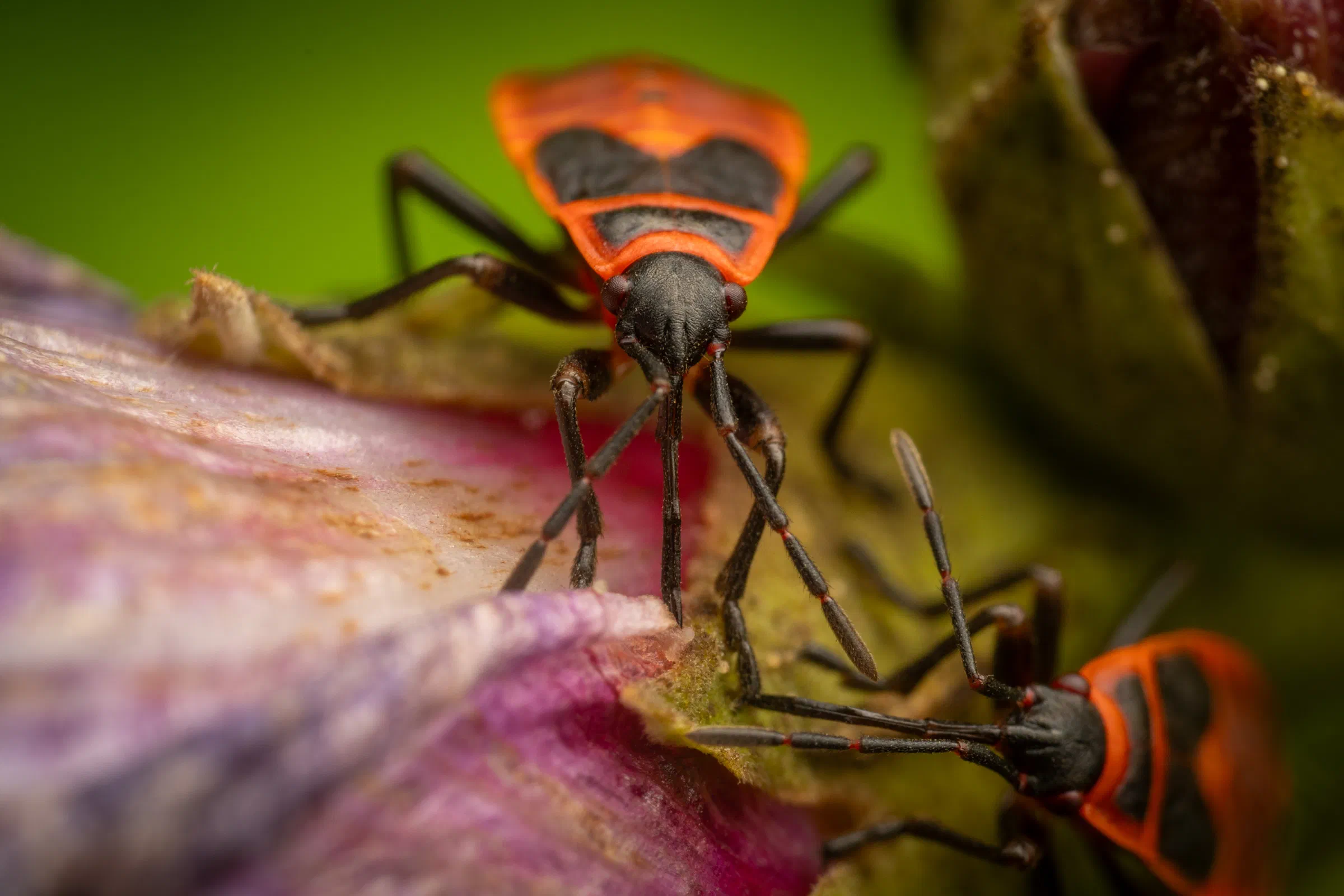 European Firebug