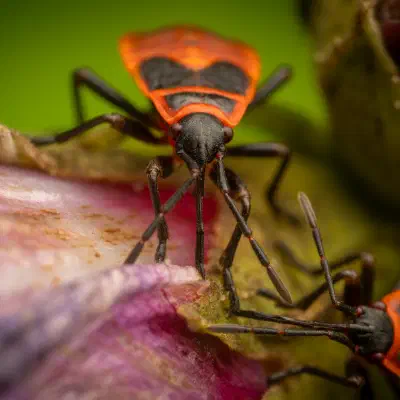European Firebug