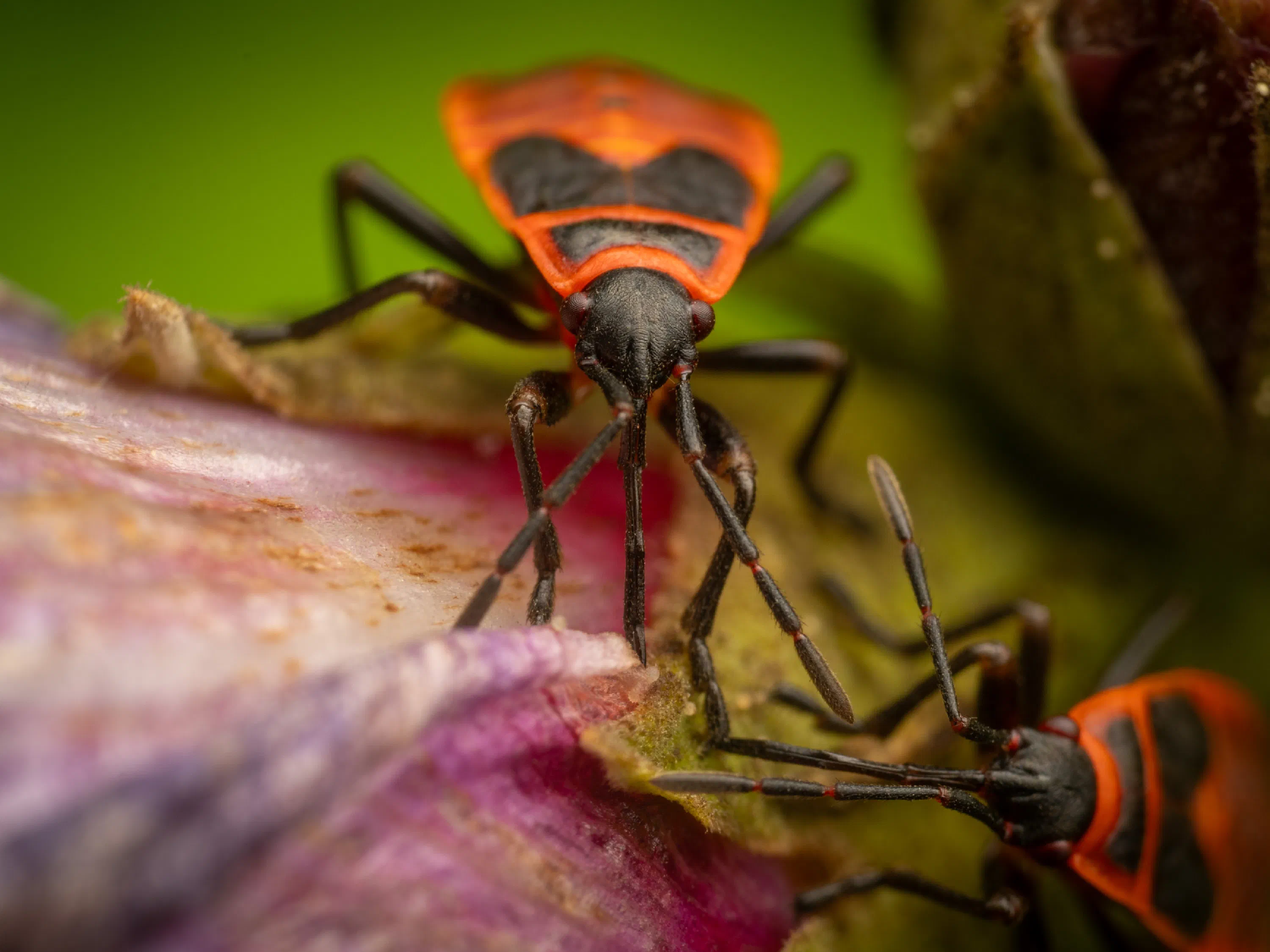 European Firebug