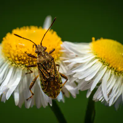 Scentless Plant Bugs