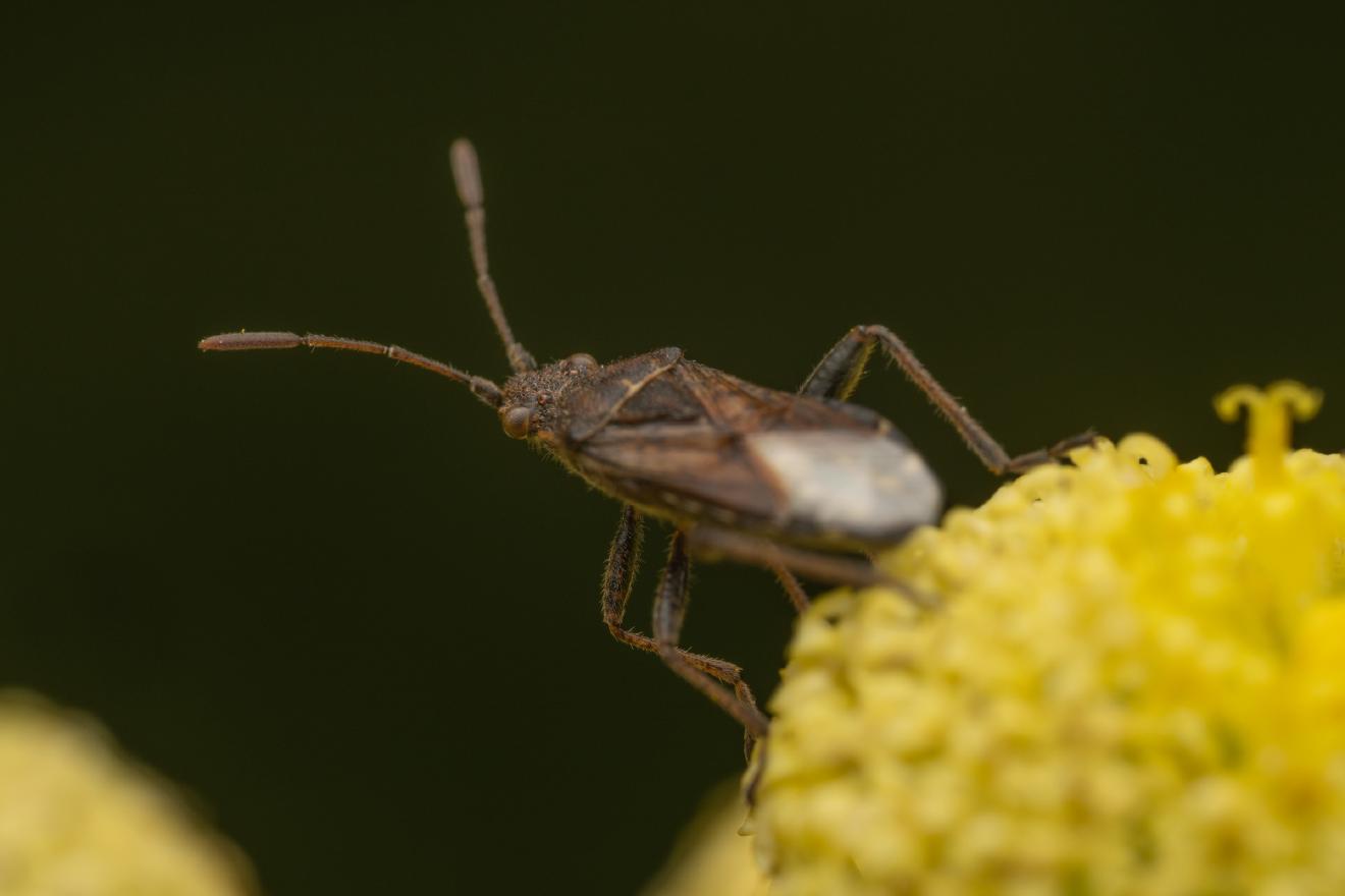 banded rhopalid – No. 1