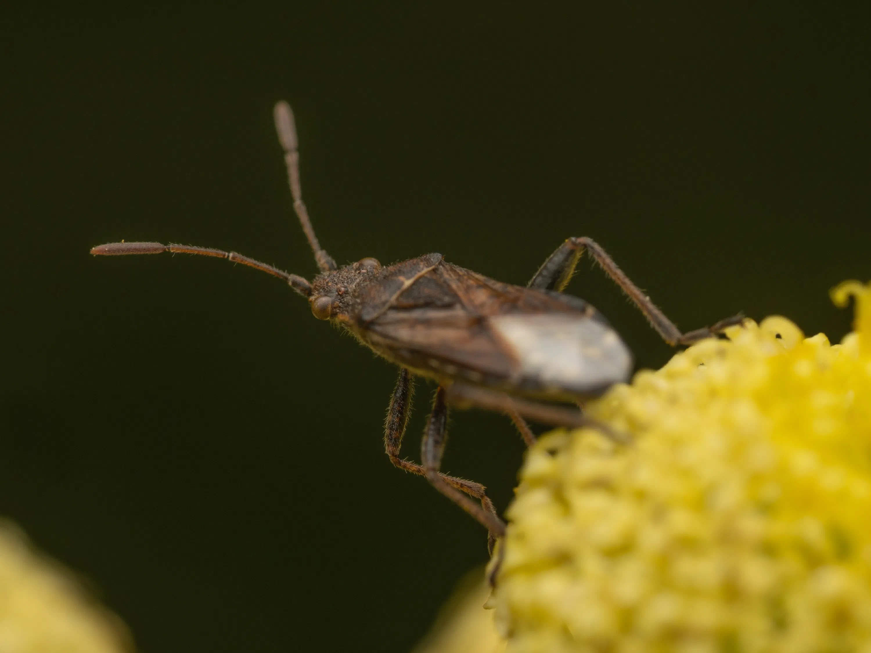Stictopleurus punctatonervosus