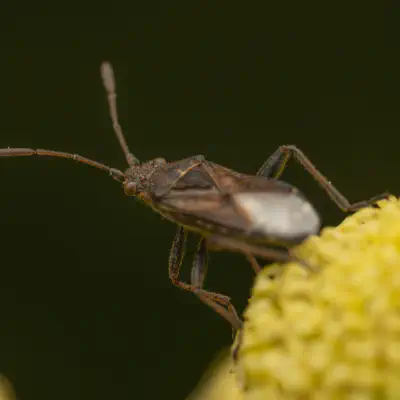 banded rhopalid