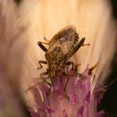 Stictopleurus punctatonervosus