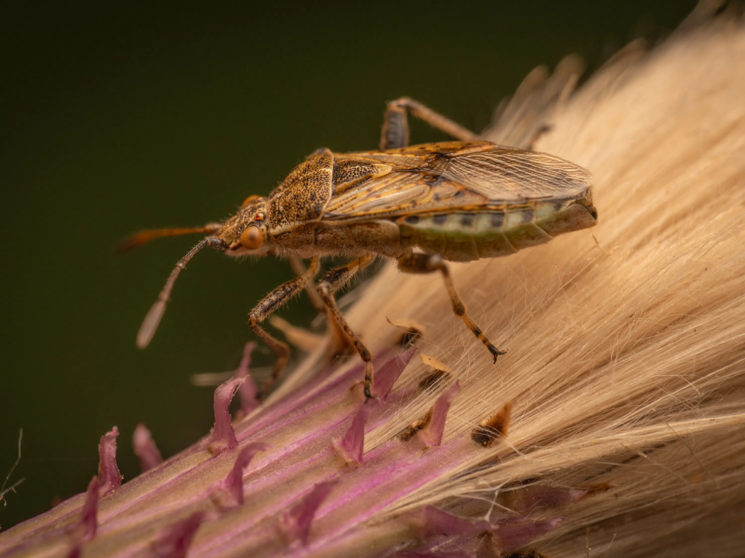 Stictopleurus punctatonervosus