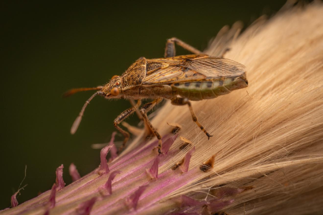 banded rhopalid – No. 2