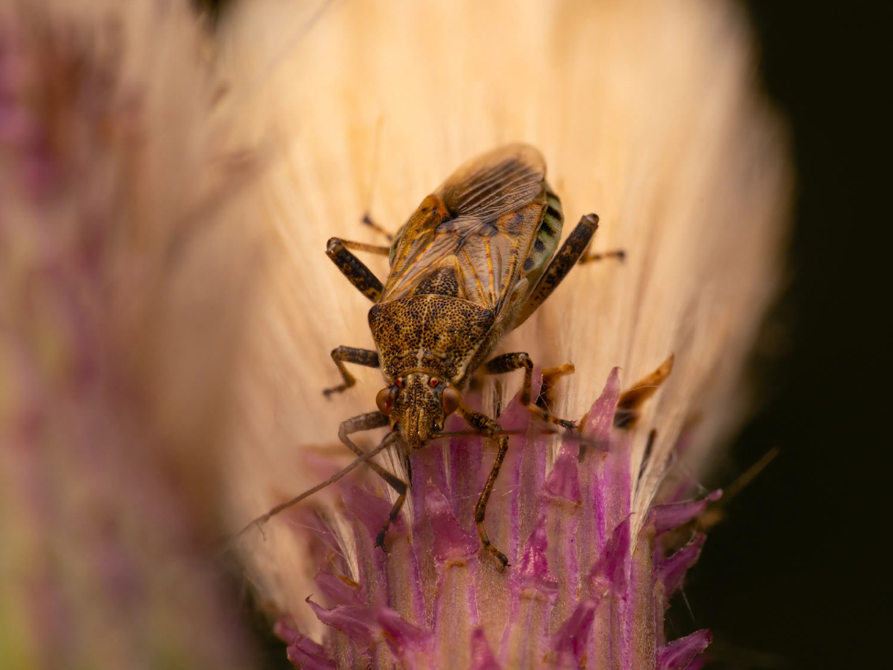 Stictopleurus punctatonervosus
