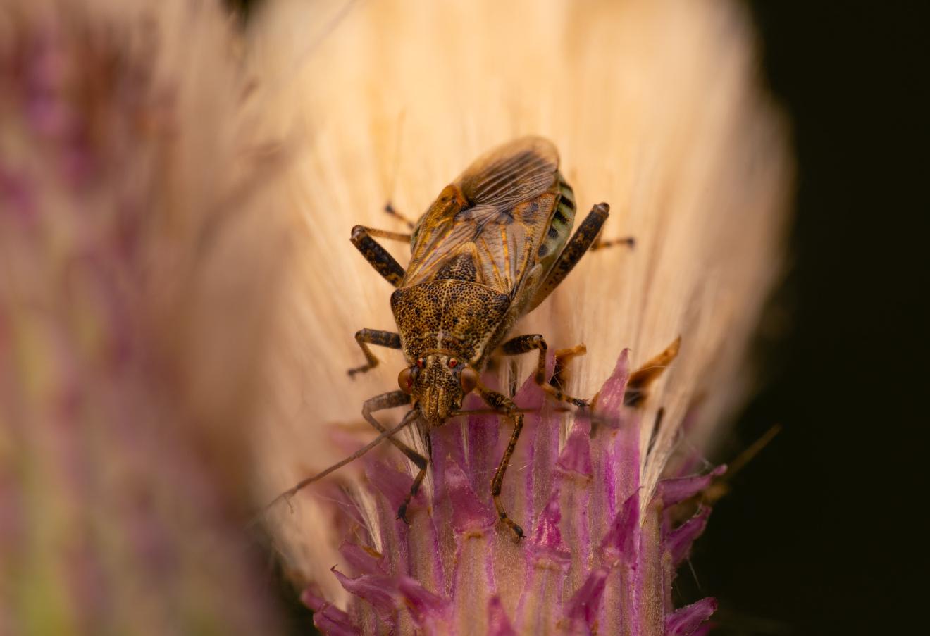 banded rhopalid – No. 3