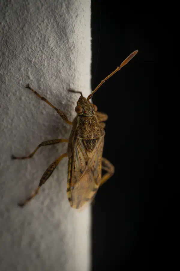 Stictopleurus abutilon