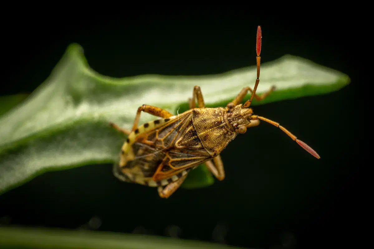 Stictopleurus abutilon