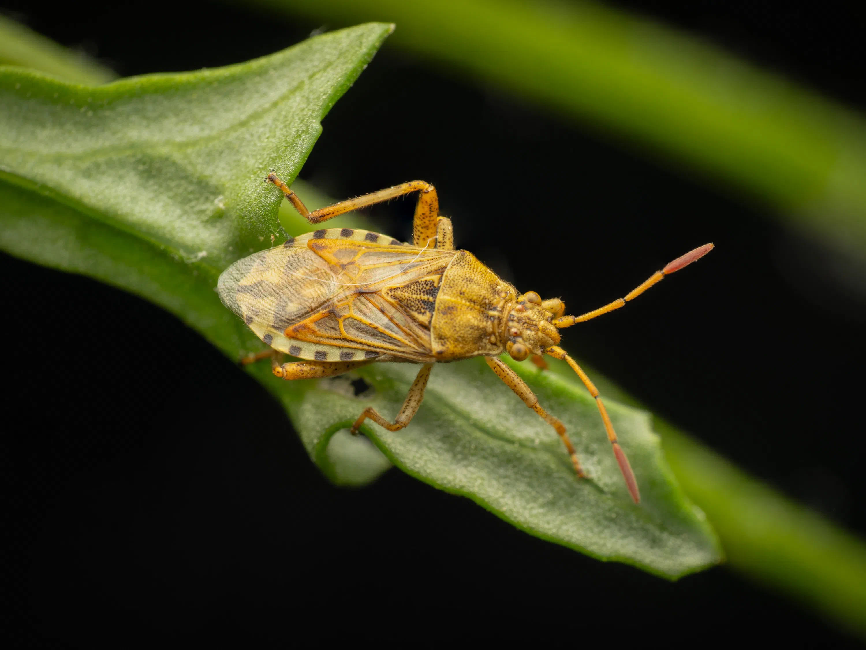 Stictopleurus abutilon