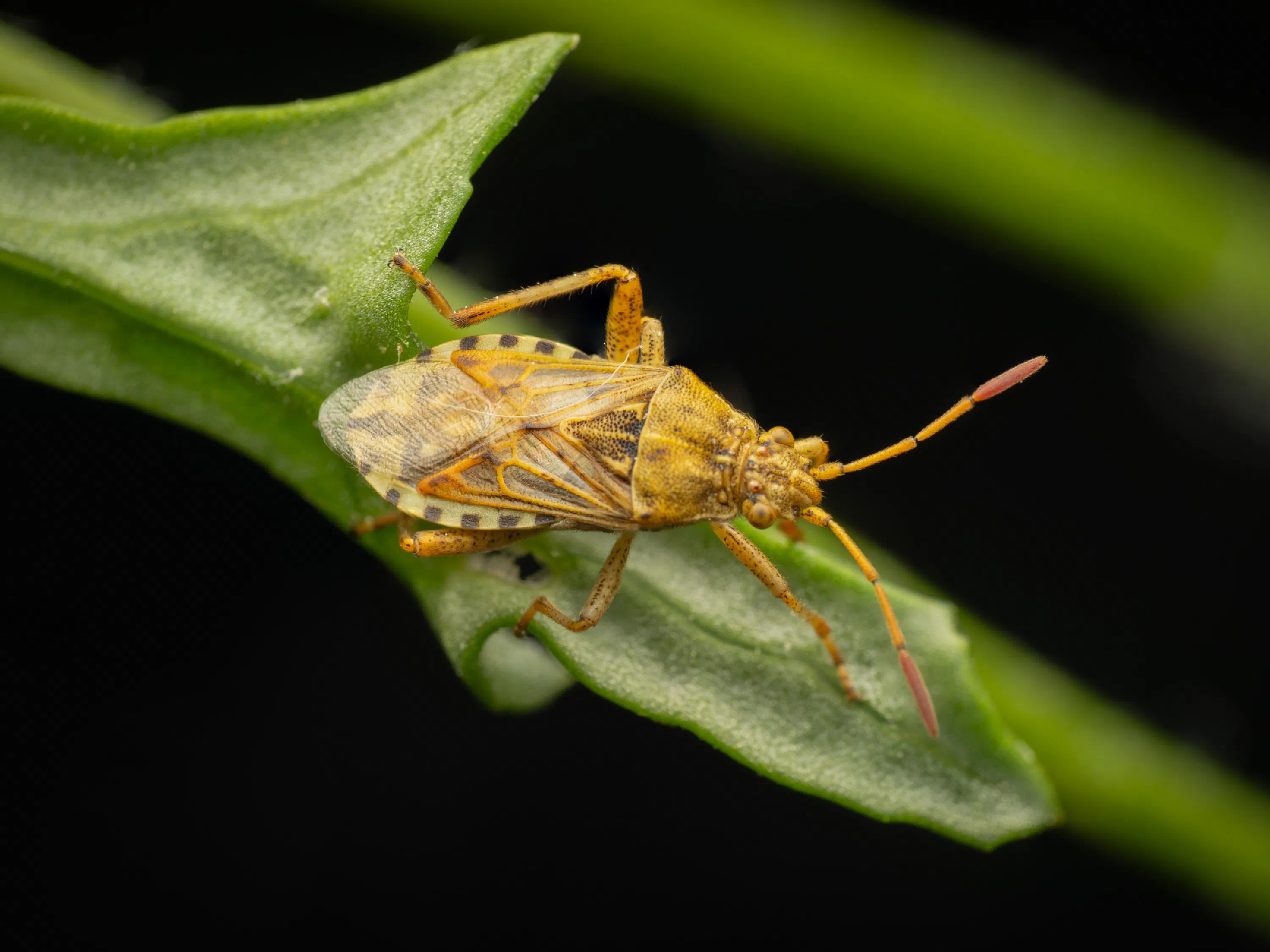 Stictopleurus abutilon