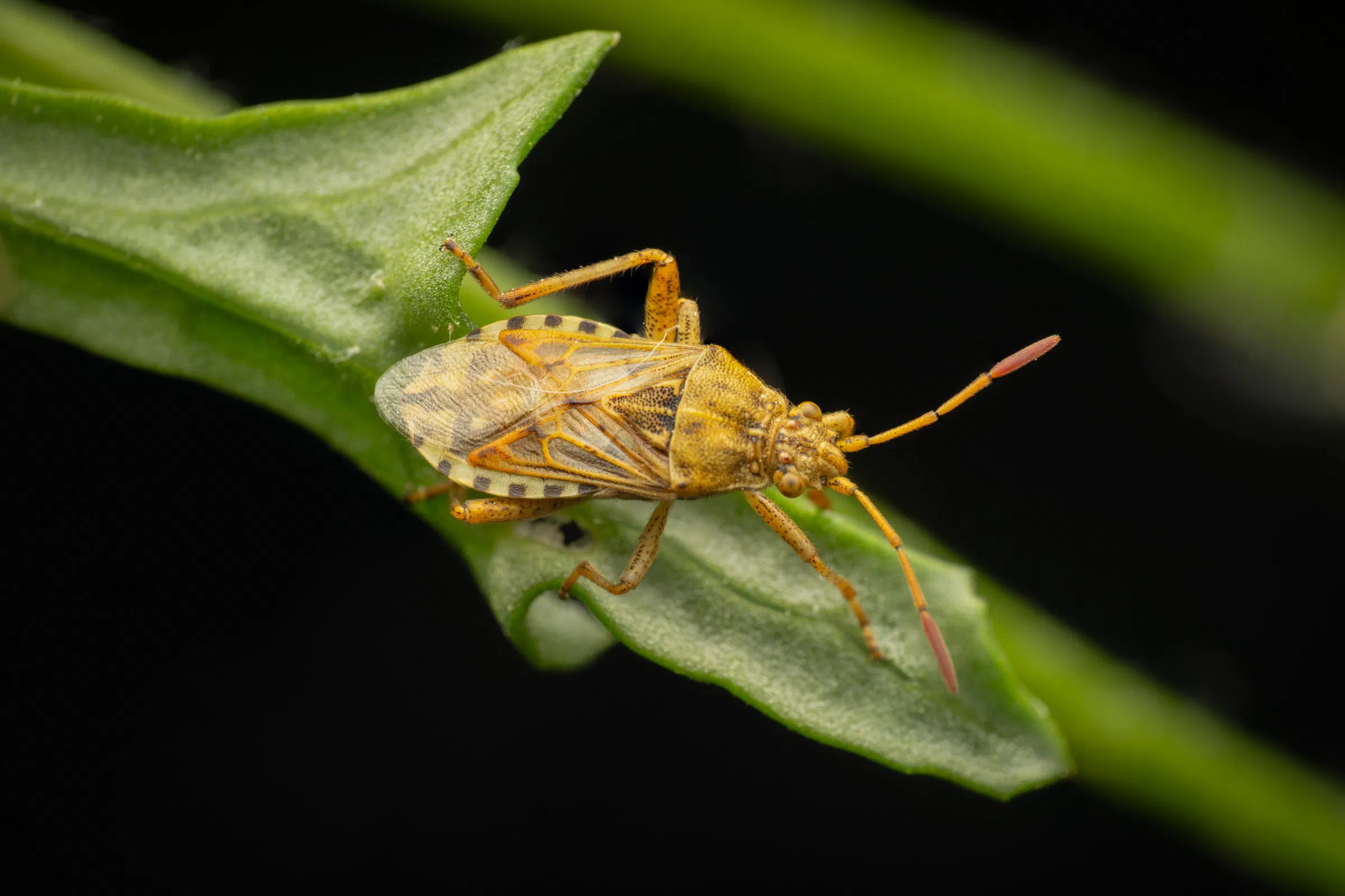 Stictopleurus abutilon