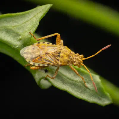 Stictopleurus abutilon