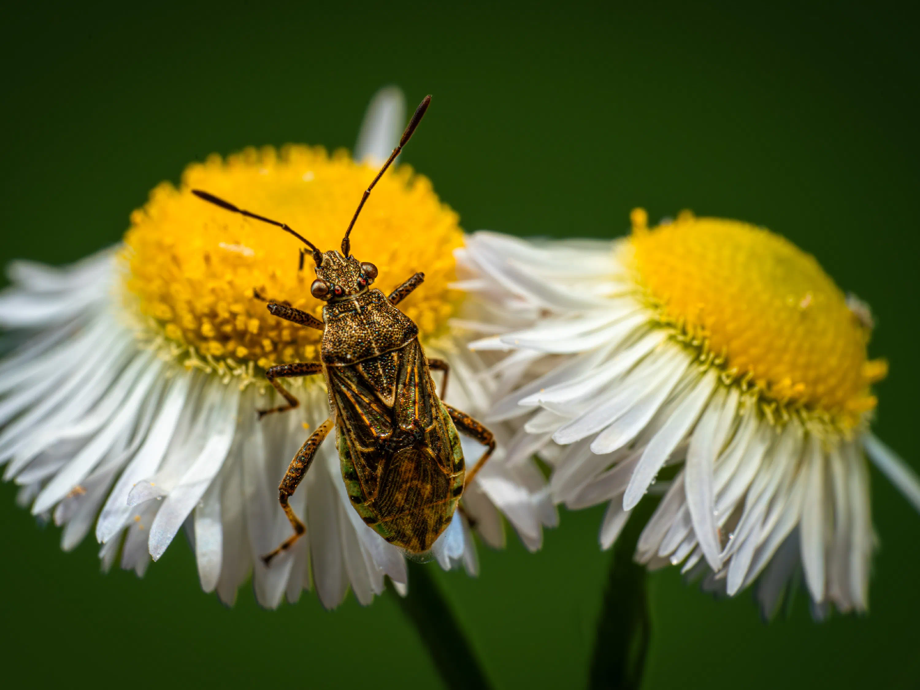 Liorhyssus hyalinus